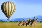 Giraffes feeding among acacia trees in the Serengeti on a 4-Day Serengeti Safari Tours