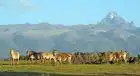 Kenya and Tanzania safari package featuring Big Five wildlife