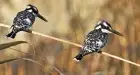 Bird Watching in Aswan 