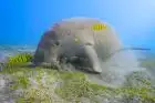 Dugong  in the lagoon Dugong grazing in the clear waters of Marsa Mubarak during a snorkeling tour from Marsa Alam.