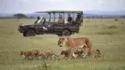 Wildlife viewing of lions in Masai Mara on Kenya safari tour