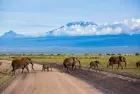 Scenic view of Mount Kilimanjaro from Amboseli on a 3-Day Kenya Safari Amboseli National Park.