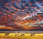Sunset over the Serengeti savannah during a 4-Day Serengeti Safari Tours 