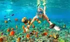 Snorkeling Tour From Marsa Alam Underwater view of tropical marine life during a snorkeling trip from Marsa Alam.