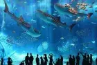 Hurghada Grand Aquarium marine life excursions in Hurghada