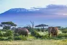 Elephants walking beneath Mount Kilimanjaro during a 8-days Kenya safari tour in Amboseli National Park.