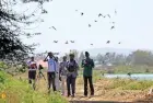 Wildlife and bird watching tour in Aswan Egypt featuring birds, river landscapes, and natural scenery