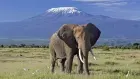 Elephants roaming in Amboseli National Park during a 3-Day Kenya Safari Amboseli National Park.