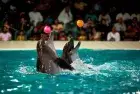 Dolphin Show in Sharm El Sheikh