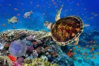 Discover colorful coral reefs while snorkeling on a Dahab Egypt tour