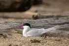 Arctic tern, Ras Mohamed 12 Days Egypt Trips: Cairo, Nile Cruise and Sharm El Sheikh