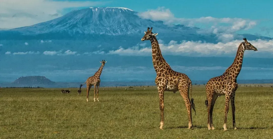 Best Time to Visit Africa