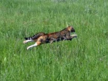 История курганского живодера получила всероссийскую огласку