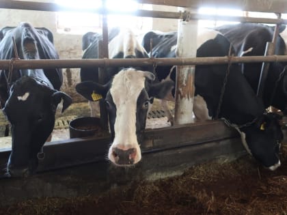 Молока надоили больше