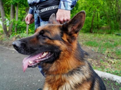 В Курганской области служебные собаки помогли раскрыть 50 преступлений