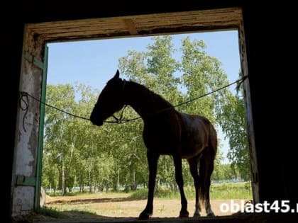 На зауральской границе таможенники не выпустили за границу 33 башкирских лошади