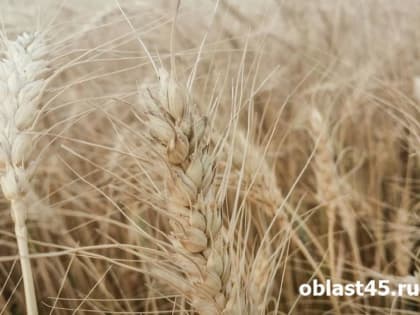 В Кургане аннулирована декларация на зараженное зерно