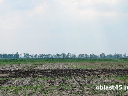 В Зауралье идет уборочная кампания