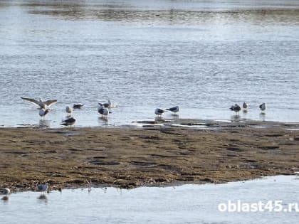 Катайский водоканал загрязнял Исеть, пока не вмешалась прокуратура