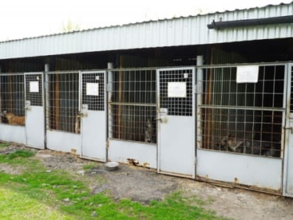 В Кургане полицейские эвакуировали собак из-за пожаров