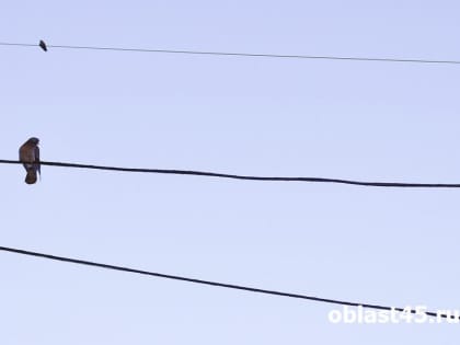 В Кургане свет местами отключат из-за подрезки деревьев и замены электроопор