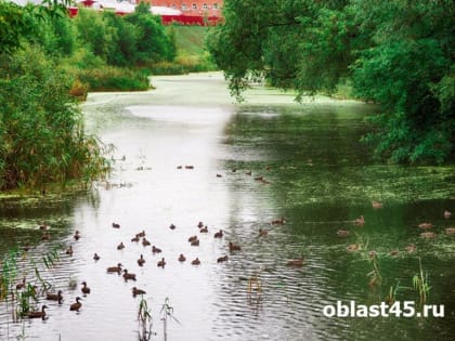 Курганский суд запретил загрязнять водоем в ЦПКиО