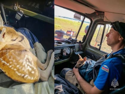 В Курганской области пожарные спасли из огня детеныша косули