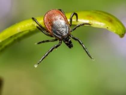 Курганцев стали меньше кусать клещи
