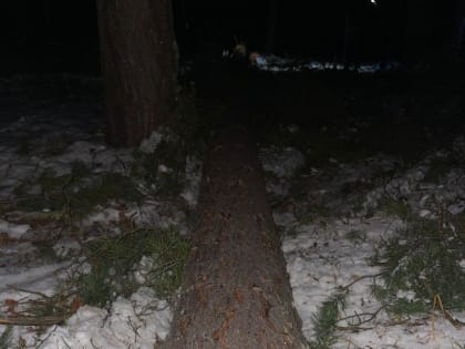 Зауральский лесоруб погиб при валке деревьев