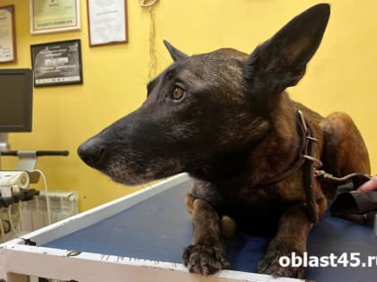 Игрушка в кишечнике: курганские ветеринары спасли бельгийскую овчарку