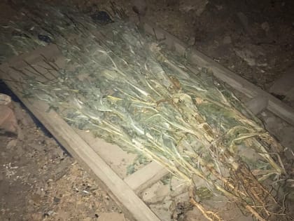 Зауралец попался на хранении растительных наркотиков