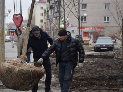 В Кургане высаживают липы-крупномеры и яблони