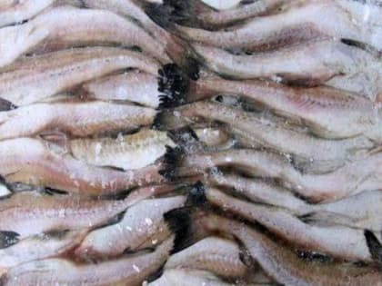 В Кургане мороженая рыба не прошла пограничный контроль