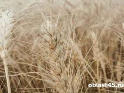 Курганская область втрое увеличила экспорт пшеницы и гороха