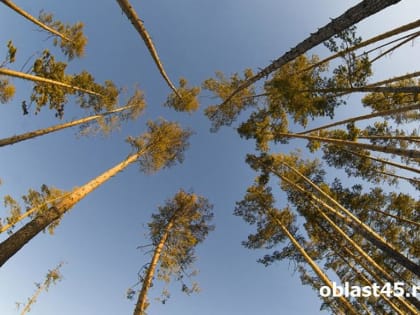 Губернатор Шумков поблагодарил сотрудников и ветеранов лесной отрасли