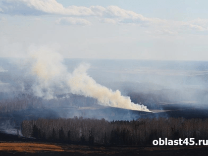 Запрет на посещение лесов вводят во всей Курганской области