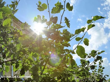 В Кургане спасают деревья от аномальной жары