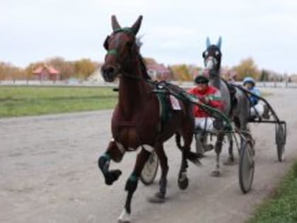 На курганском ипподроме ярко завершился сезон соревнований по конному спорту