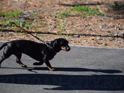 Развитие Экопарка Рябковский: новые идеи для отдыха горожан
