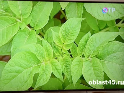 Российский телеканал покажет новые выпуски программ «Область 45»