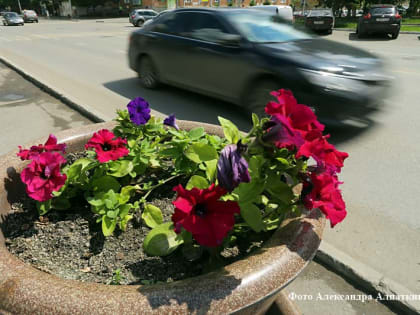 Улицы Кургана украсят более 78 тысяч цветов