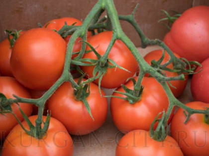 «Дары осени». В Кургане продолжается прием заявлений на сельскохозяйственную ярмарку