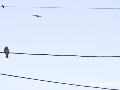 В Кургане более трёх десятков домов останутся без света