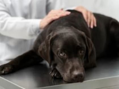 В сёлах Звериноголовского и Шумихинского округов из-за больных животных ввели карантин