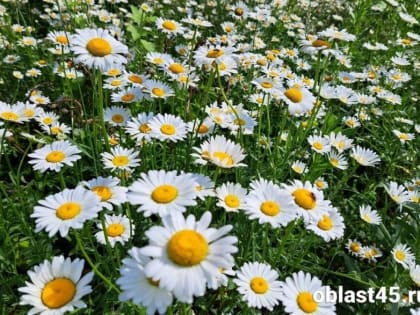 «На курорте»: зауральское лето балует высокой температурой