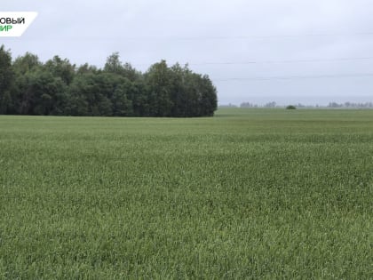 День поля Кургансемена – 2024: Важное событие для аграриев региона