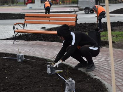 В городском саду сотрудники областного Департамента строительства высадили розы