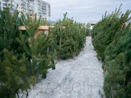 С 15 декабря стартует предпраздничная торговля новогодними елками