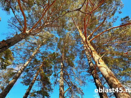 Противопожарные мероприятия в Кургане