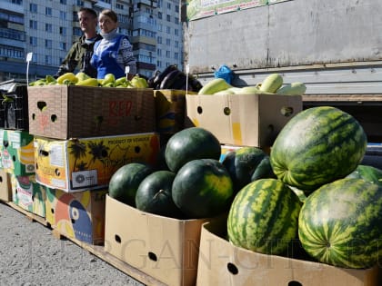 Добро пожаловать на ярмарку! В Кургане открылась первая осенняя площадка по продаже плодоовощной продукции и мёда
